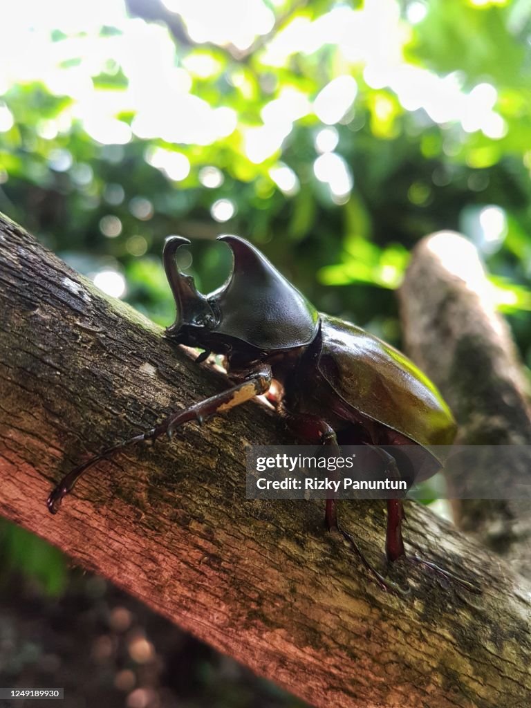 Dynastinae Beetle On A Tree Trunk