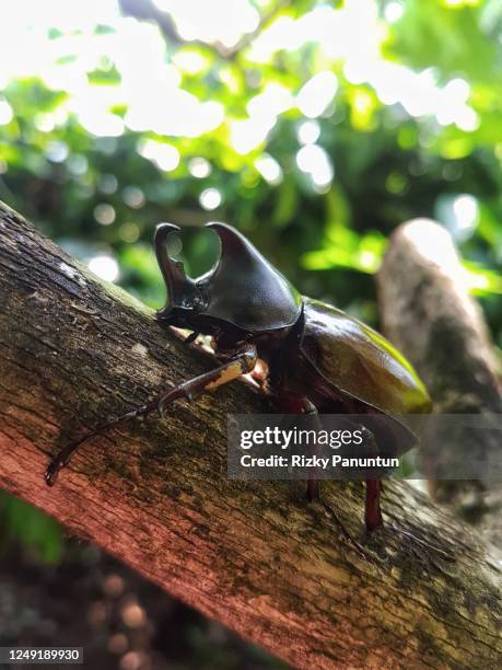Dynastinae Beetle On A Tree Trunk High-Res Stock Photo