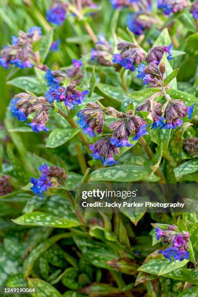 close-up image of the spring blue flowers of pulmonaria angustifolia 'lewis palmer' also known as lungwort - pulmonaria angustifolia stock pictures, royalty-free photos & images