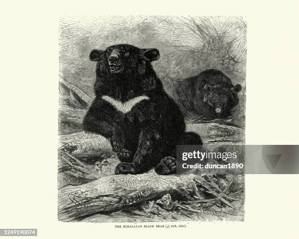 himalayan black bear (ursus thibetanus laniger) - himalayan bear stock illustrations