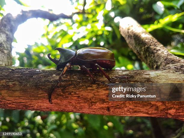 rhinoceros beetles - horned beetle stock-fotos und bilder