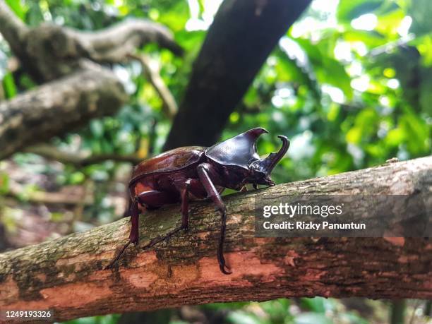 close-up of insect on tree - unicorn flower head stock pictures, royalty-free photos & images