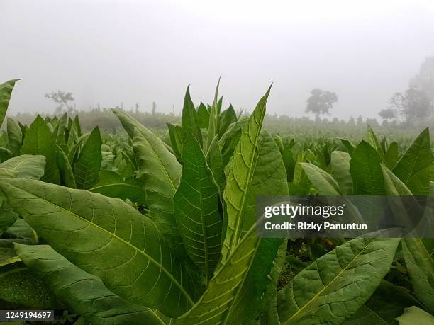 close-up of tobacco leaves - tabakfeld stock-fotos und bilder