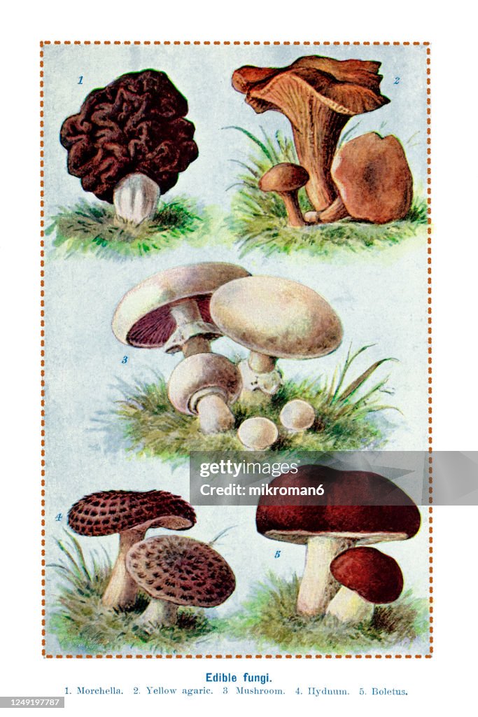 Old engraved illustration of a Edible fungi, Mushrooms