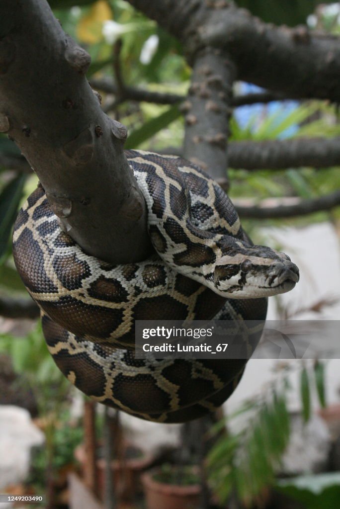 Burmese Python High-Res Stock Photo - Getty Images
