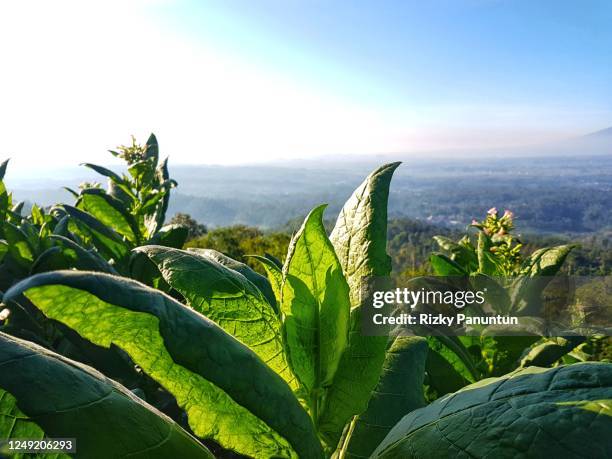 close-up of tobacco leaves - tobacco product foto e immagini stock