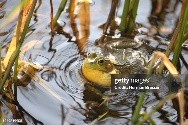 an american bullfrog (lithobates catesbeinus) - bullfrog croaking stock pictures, royalty-free photos & images
