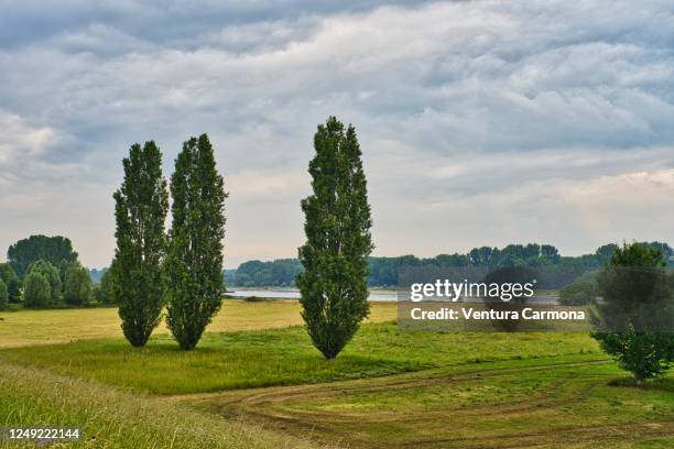 landscape near zons, dormagen - germany - poplar tree stock pictures, royalty-free photos & images