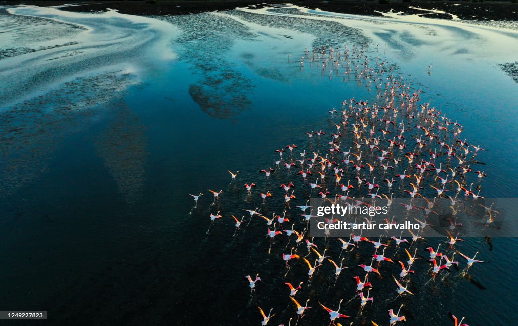 Flamingos flying by the blue lake