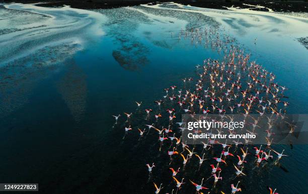 flamingos flying by the blue lake - landscape africa stockfoto's en -beelden