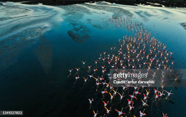 flamingos flying by the blue lake - angola 個照片及圖片檔