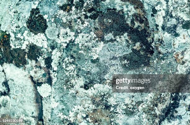 stone concrete texture. lichens. natural background - flechte stock-fotos und bilder