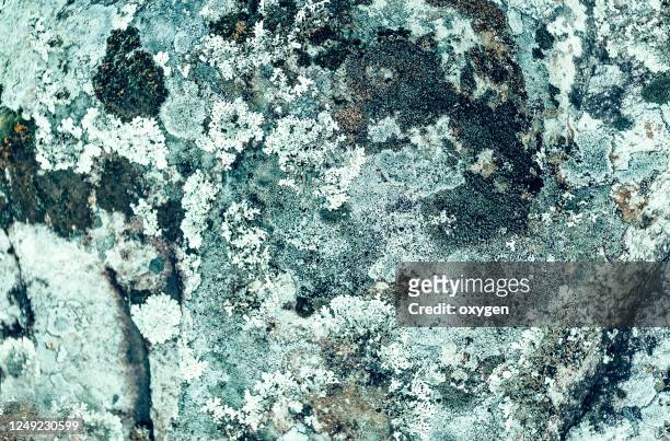 stone concrete texture. lichens. natural background - lachen stock pictures, royalty-free photos & images