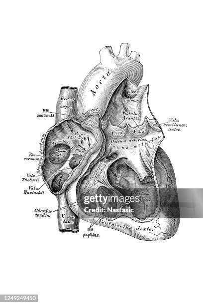 cross section of heart, veins and arteries - cardiac muscle tissue stock illustrations