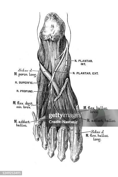 foot nerves and muscles - plantar nerve stock illustrations