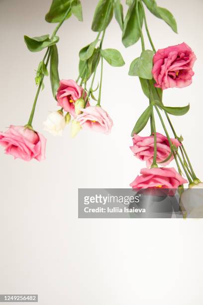 delicate pink and white roses against light surface - roses background stock pictures, royalty-free photos & images