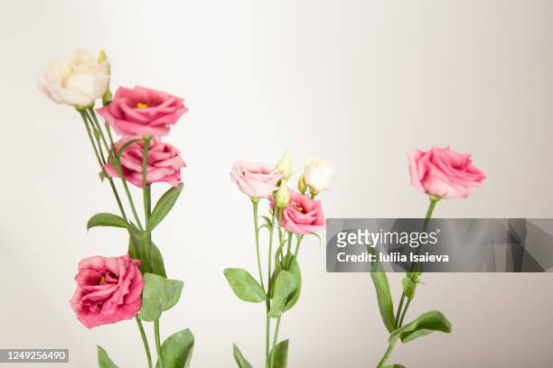 delicate aromatic roses against white wall - rosenblatt stock-fotos und bilder