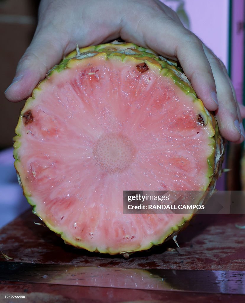 A worker shows a pink pineapple at Del Monte Fresh company plant in ...