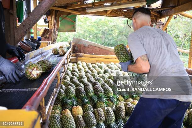 Workers from the Fresh Del Monte company responsible for cultivating the pink pineapple select and place the fruits ready for transfer to the...