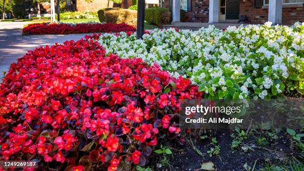 red and white begonia - begonia stockfoto's en -beelden