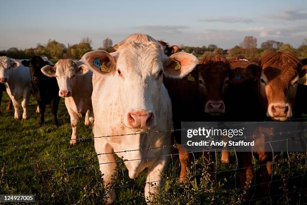 cows behind barbed wire fence - middelgrote groep dieren stockfoto's en -beelden