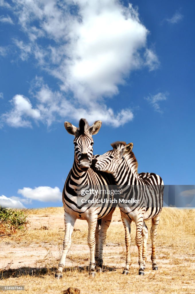 Couple of zebra