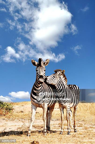 couple of zebra - zebra ストックフォトと画像