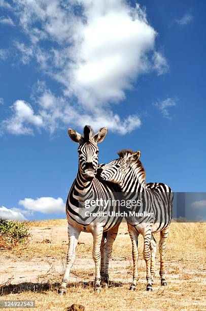 couple of zebra - zebra stock pictures, royalty-free photos & images