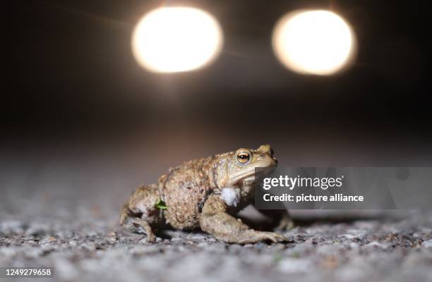 March 2023, Saxony, Leipzig: A common toad sits on a road at the edge of town. Every year, the protected amphibians migrate from their wintering...