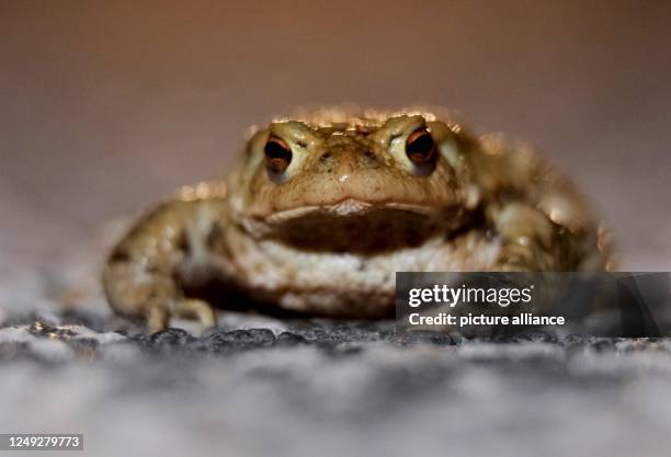 March 2023, Saxony, Leipzig: A common toad sits on a road at the edge of town. Every year, the protected amphibians migrate from their wintering...