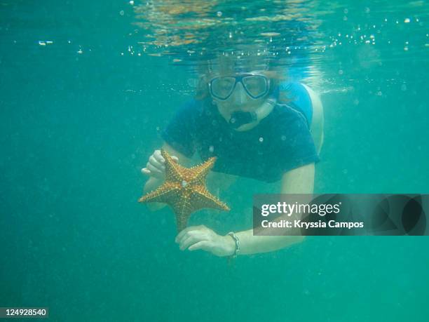 woman snorkeling with red cushion sea star - isla colon stock pictures, royalty-free photos & images