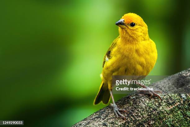 saffron finch - yellow finch stock pictures, royalty-free photos & images