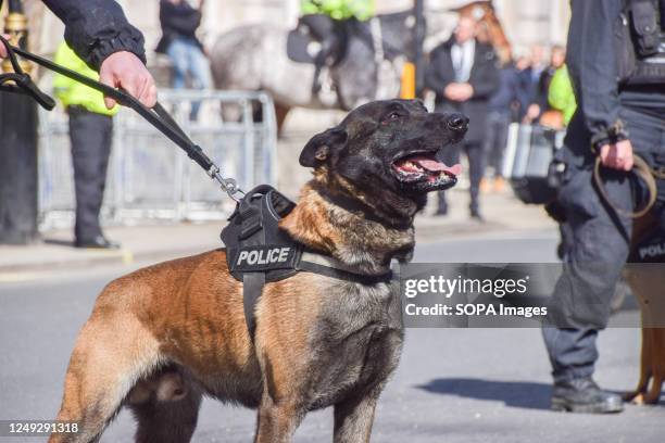 Police dog is seen during the demonstration outside Downing Street. Crowds of British Israelis staged a protest against Benjamin Netanyahu as the...