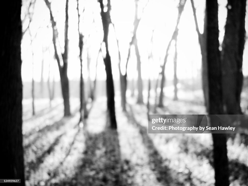 Tales of somnambulist