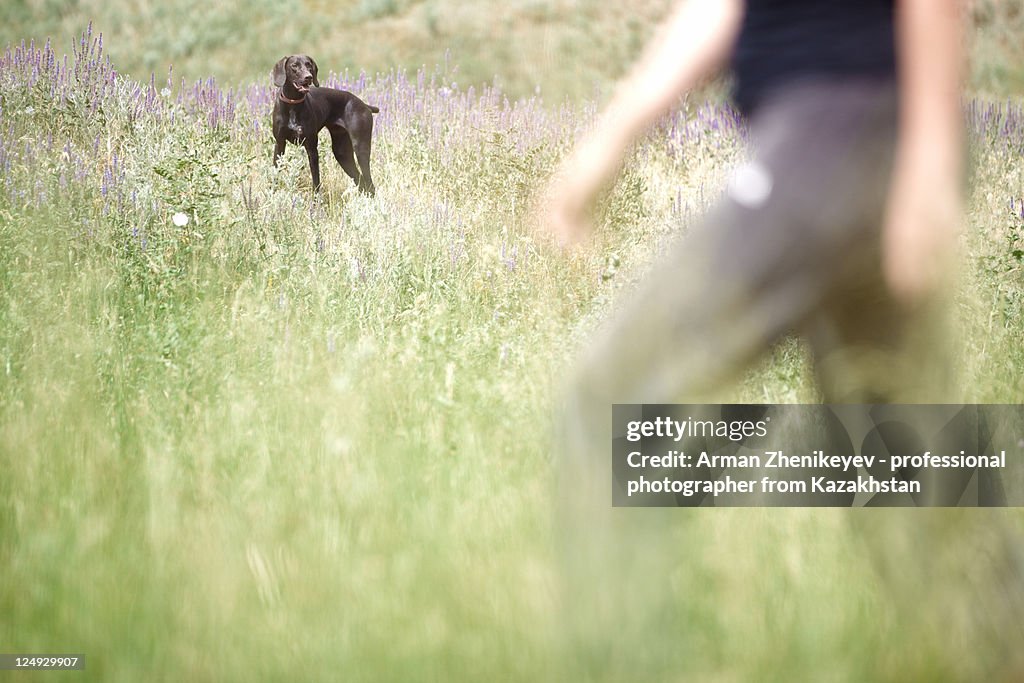 Dog and human