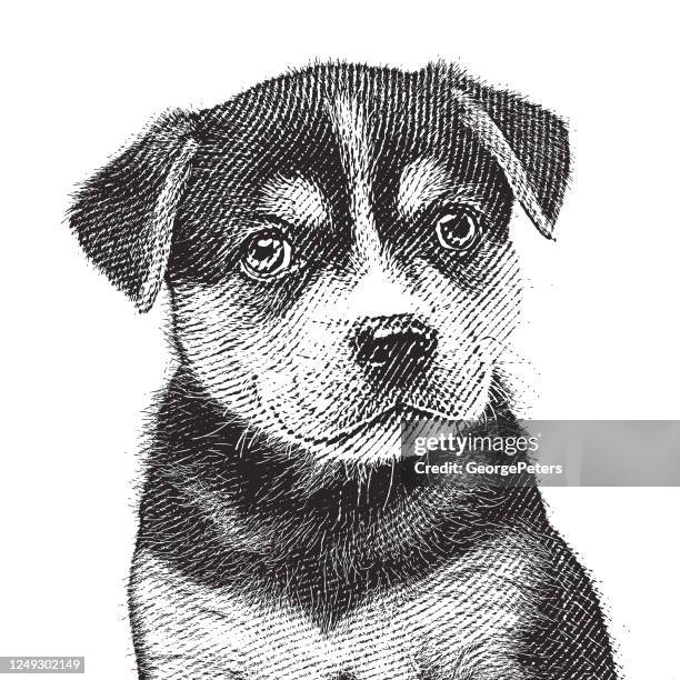 stockillustraties, clipart, cartoons en iconen met beagle husky gemengd ras puppy in de hoop te worden aangenomen - mixed breed dog