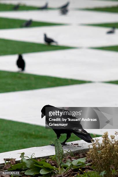 crows in park with zikzak pattern - hirakata park stock pictures, royalty-free photos & images