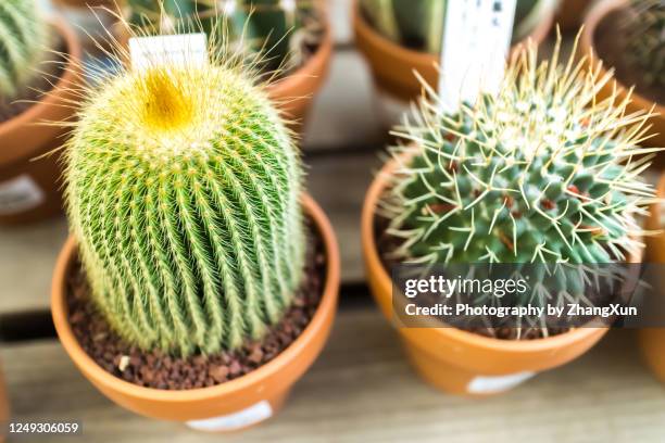 directly above view of green barrel cactus. - multi barrel stock pictures, royalty-free photos & images