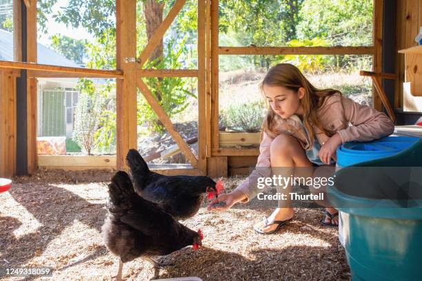 jeunes poulets d’animal familier d’alimentation de main de jeune fille - poulailler photos et images de collection