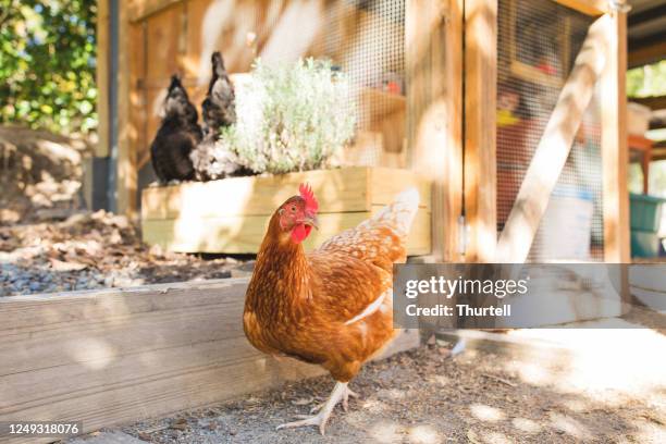 free range pet chickens - chickens stock pictures, royalty-free photos & images