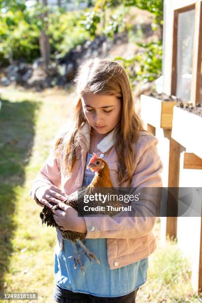 junges mädchen holding haustier huhn - tame stock-fotos und bilder