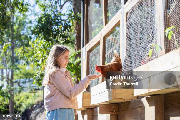 young girl hand feeding pet chickens - poultry stock pictures, royalty-free photos & images