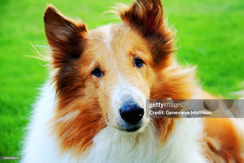 Close up of collie dog
