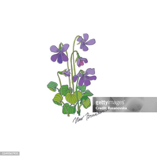 purple viola. new brunswick - violales stock illustrations