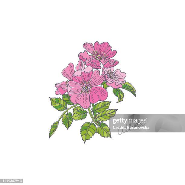 wild rose. alberta - wild rose stock illustrations