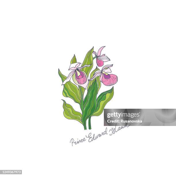ladys slipper. prince edward island - lady slipper flower stock illustrations