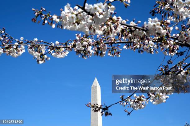 Cherry Blossoms begin to bloom along the Tidal Basin in Washington, DC on March 16, 2023.