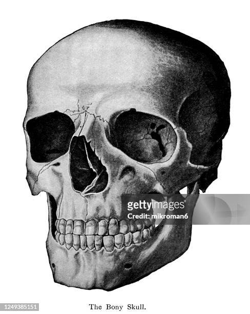 old engraved illustration of human bony skull - skulls stock pictures, royalty-free photos & images