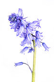 Flowers of the Blue Spanish bluebell on white
