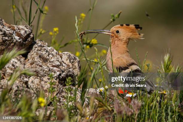 hoopoe (upupa epops) with food on beak. - scorpion nest stock pictures, royalty-free photos & images